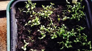 Гипсофила метельчатая: посадка и уход