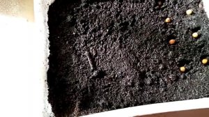 Нолина из семян. ? Гарантированный хороший результат.  ?