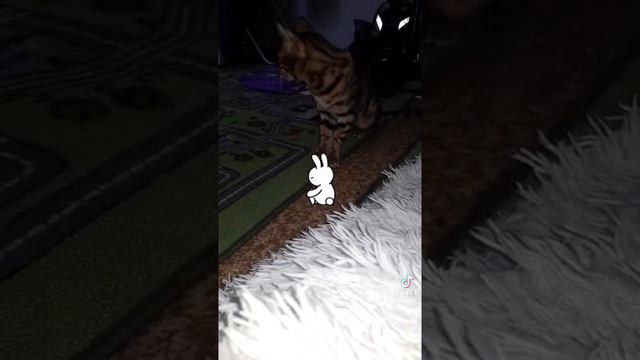 Котик Есть Хочешь? Do You Want A Cat?