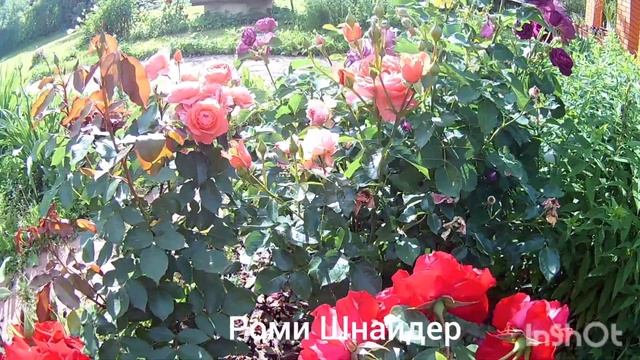 Розы флорибунды и шрабы: Анжела, Маджента диадем, Кёр де Венди, Минерва и т.д.