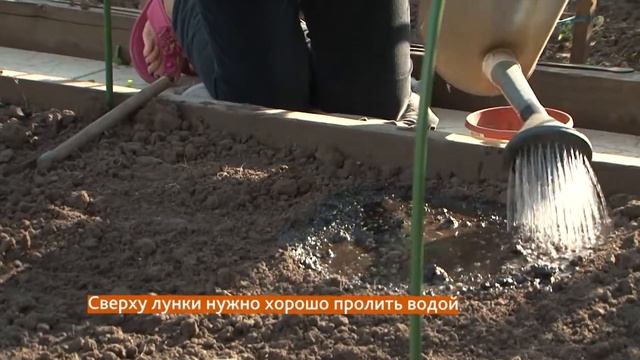 Порядки на грядке. Подготовка почвы для томатов на следующий год смотреть онлайн