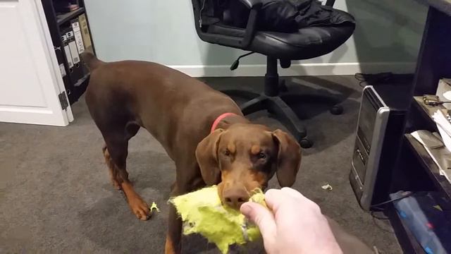 Red doberman puppy with bonus Vegas смотреть онлайн