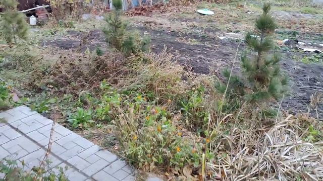 Первый кедровый орех смотреть онлайн