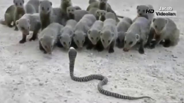 Giant Anaconda vs Cow ►► Animal Attacks Eagle Snake Mongoose Cobra Leopard Python Tiger Lion смотреть онлайн