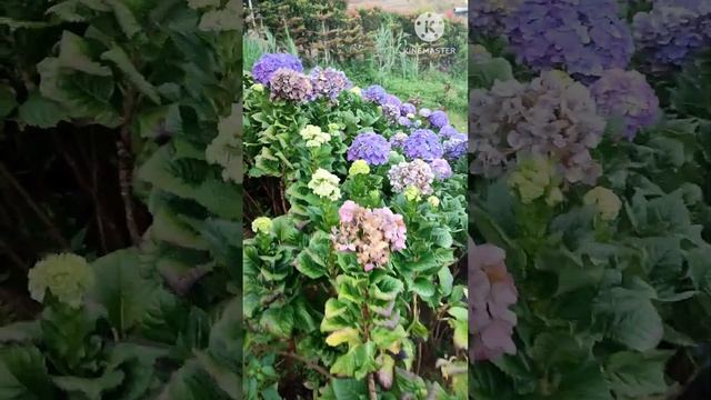 Million Dollar Sky Flower (Delphinium elatum) #shorts смотреть онлайн