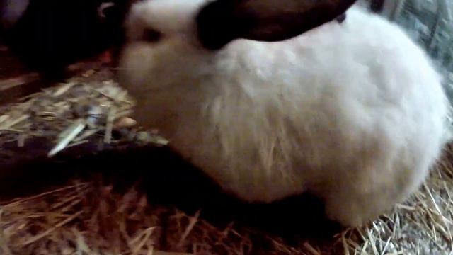 Наша ферма!