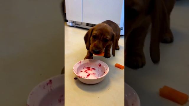 Can Dogs Eat Carrots? смотреть онлайн