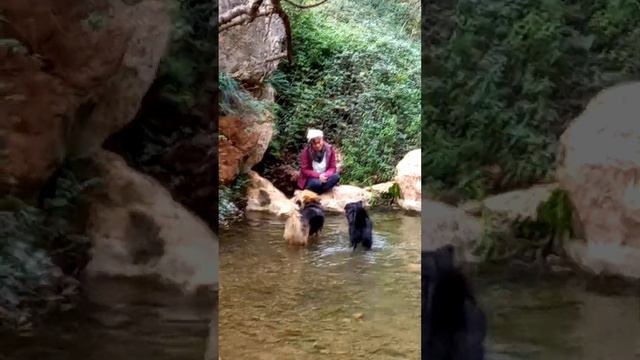 Эти собаки обожают купаться в холодной воде. смотреть онлайн