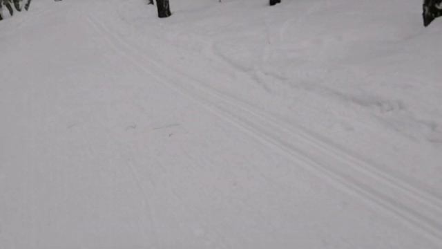 Прогулка по лесу на лыжах смотреть онлайн