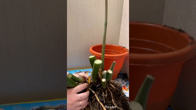 Рассаживаю замиокулькас равен (чёрный ворон) смотреть онлайн