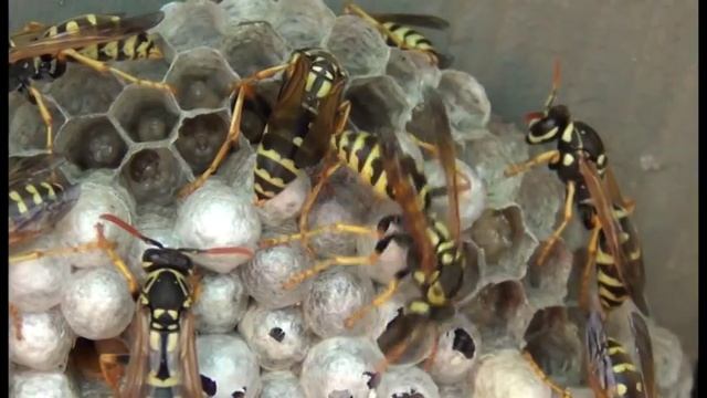 Осы. Дача-3. смотреть онлайн