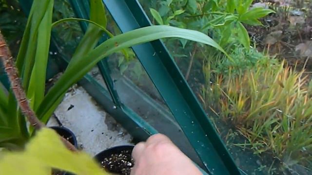 Greenhouse Tidy Up & Tour For Special Guest смотреть онлайн