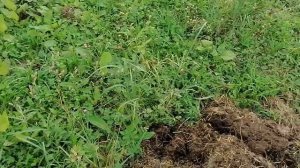 Малина Полька первый год выращивания