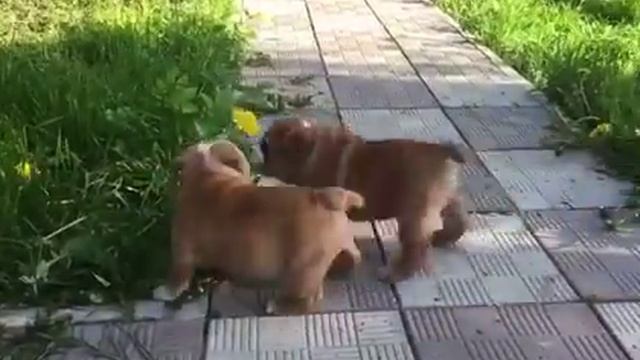 Тамила и Тибо-2 PR company BuldogFIL щенки английского бульдога смотреть онлайн