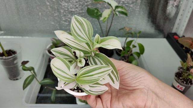 Предложение продажи растений на 03.11.23г ☘️Ч 2 ?☘️?#комнатныерастения #растенияпочтой #цветы смотреть онлайн