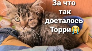 Выживет ли котенок с Чумкой?