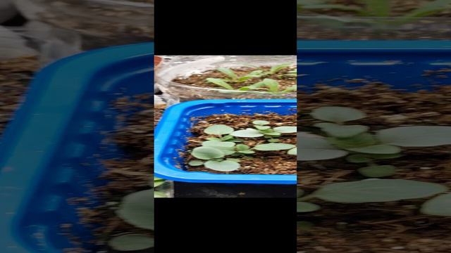 РАСТЕМ ПОТИХОНЬКУ..✨️✨️✨️🌱 смотреть онлайн