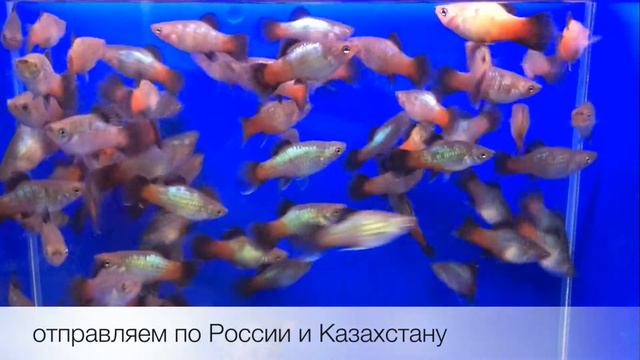 Пецилия коралловая Coral Platy (Xiphophorus maculatus) продажа оптом. смотреть онлайн