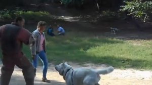 Американская акита Акело, защита хозяина