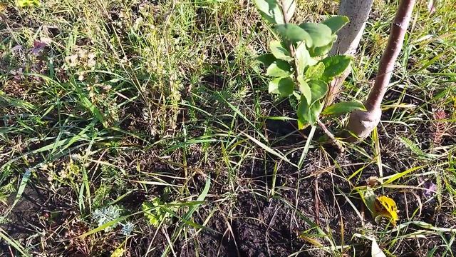 Как получить вегетативный подвой для личного питомника. смотреть онлайн