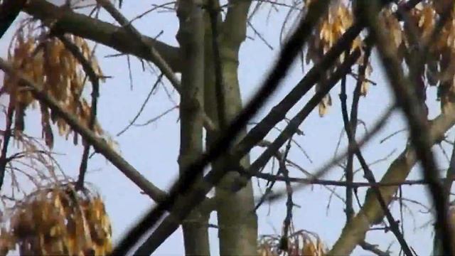 Mugurar (Pyrrhula pyrrhula) - Eurasian Bullfinch смотреть онлайн