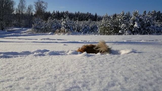 Šeila grib "ziemu apēst".... ? смотреть онлайн