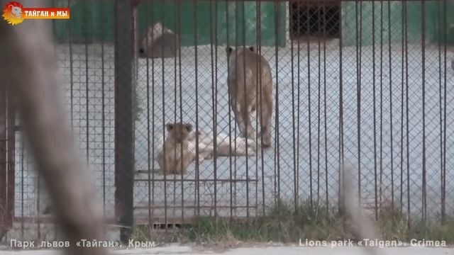 Вечерняя жизнь львов. Тайган. Evening Life Of Lions. Taigan.