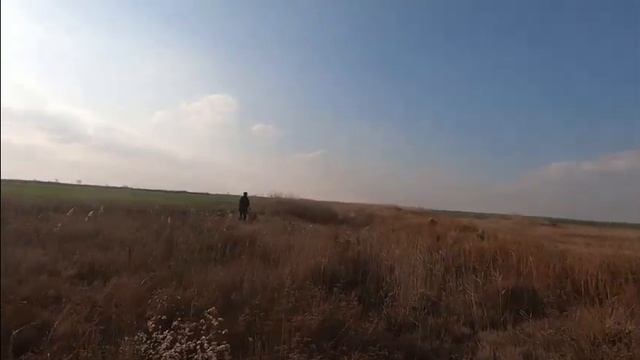 фазан,Охота на фазана, Нуменор'с Гармин.Венгерская легавая.Выжла смотреть онлайн