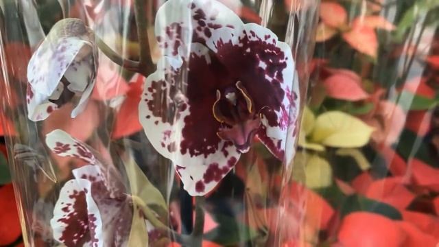 Море красивучих орхидей. Обзор цветочного рынка от 16.11.2021 г Краснодар смотреть онлайн