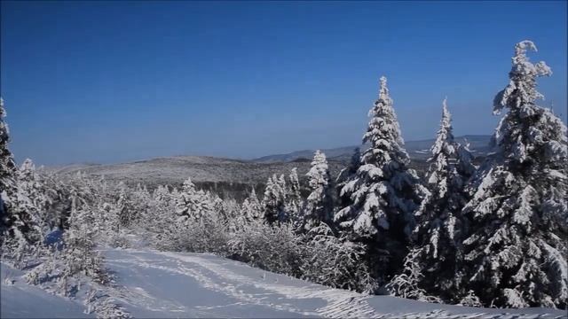 Волчица отдала своего детеныша этому мужчине, она чувствовала, что их судьбы связаны!