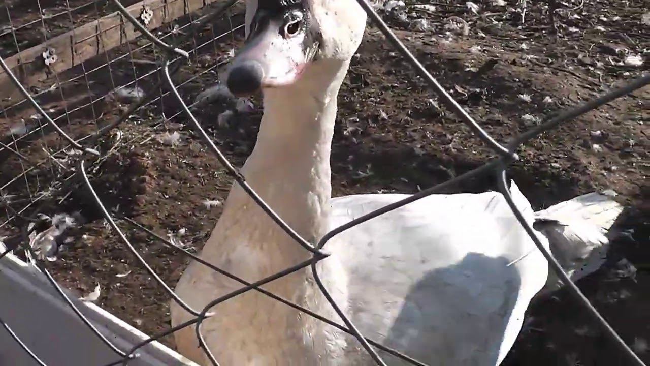 Первое яйцо, всего 11 грамм. Приехала семья руанской утки смотреть онлайн