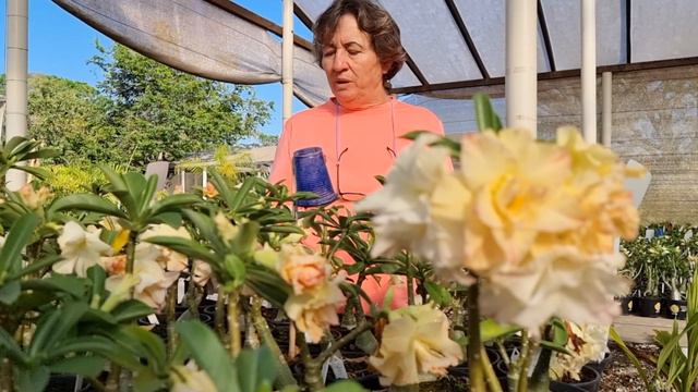 GOLDEN DRAGON, Adenium Obesum, Apolonia Grade