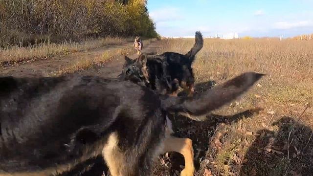 ТРИ НЕМЕЦКИЕ ОВЧАРКИ ИЛИ ТРИ НЕМЕЦКИХ ПОРОСЁНКА смотреть онлайн