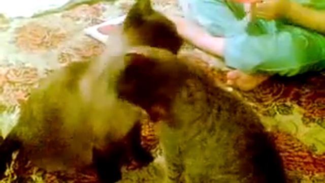 Супер лизуны.mp4 смотреть онлайн