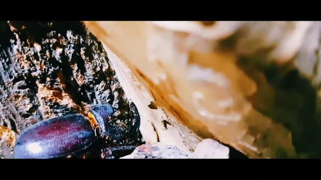 Самый огромный жук-носорог в мире смотреть онлайн