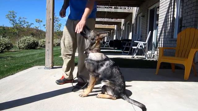 Tazmania Von Den Sportwaffen - Puppy Training смотреть онлайн