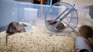 Содержание декоративных мышей | иерархия