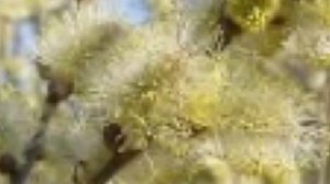 Медонос ИВА бредина (козья). Описание. Медопродуктивность