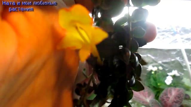 Растение-новинка// Трейлерная фиалка: жара ей нипочём! // Колумнея "Carnival" смотреть онлайн