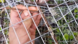 Самолов или ловушка на лису