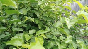 выращивание шелковицы на Урале.