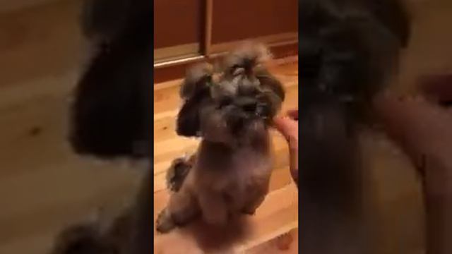 Дрессировка щенка Ши Тцу смотреть онлайн