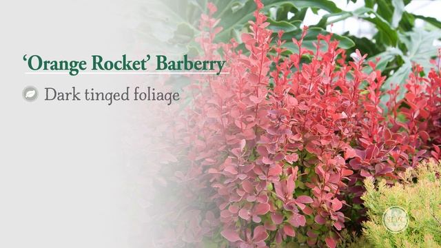 Orange Rocket Barberry // Southern Living Plant Collection смотреть онлайн