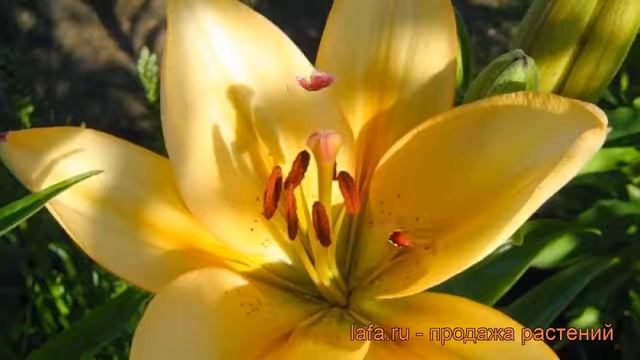 Лилия ла-гибрид Бестселлер (lilium) ? лилия Бестселлер обзор: как сажать луковицы лилии Бестселлер