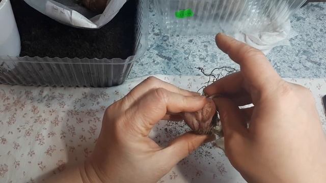 Восточные гибриды лилий! Сделаем десять прекрасных луковиц из одной к посадочному сезону!! смотреть онлайн