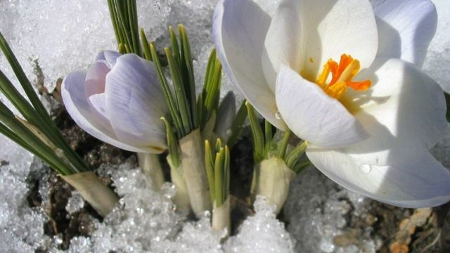 1 Марта! Весенний приветик! С первым днем весны! смотреть онлайн