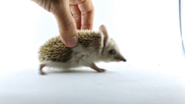 Ушастый Ёжик смотреть онлайн
