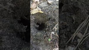 Что за зверь роет страшные норы на даче?