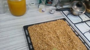 как сделать солод дома, проращивание ячменя.