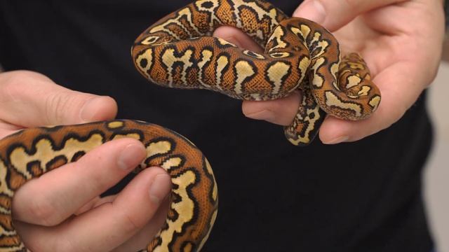 Top 5 Ball Pythons of 2023— OUR BIGGEST REVEAL EVER! | Hetflix #200 смотреть онлайн